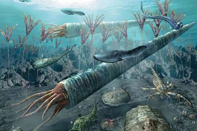 海百合 偽裝成植物的“女裝大佬”，實(shí)為遠(yuǎn)古肉食掠食者